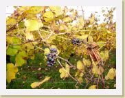 2006-10-21_16-42-10_octobre_28,0mm_1_50_eme_DiMAGE A2 * 2560 x 1920 * (1.78MB)